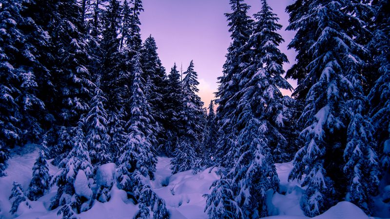 fir, snow, winter, evening, 4k