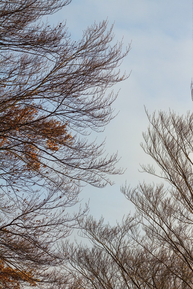 tree leafe autumn and silhouette hd, 4k