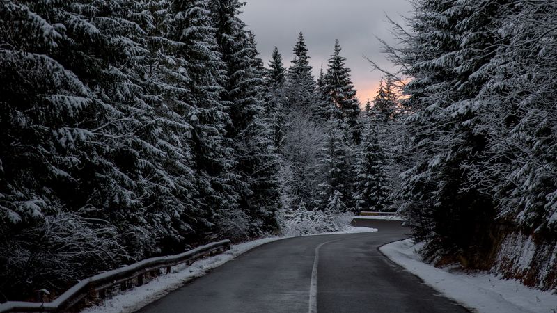 trees, road, winter, snow, 4k