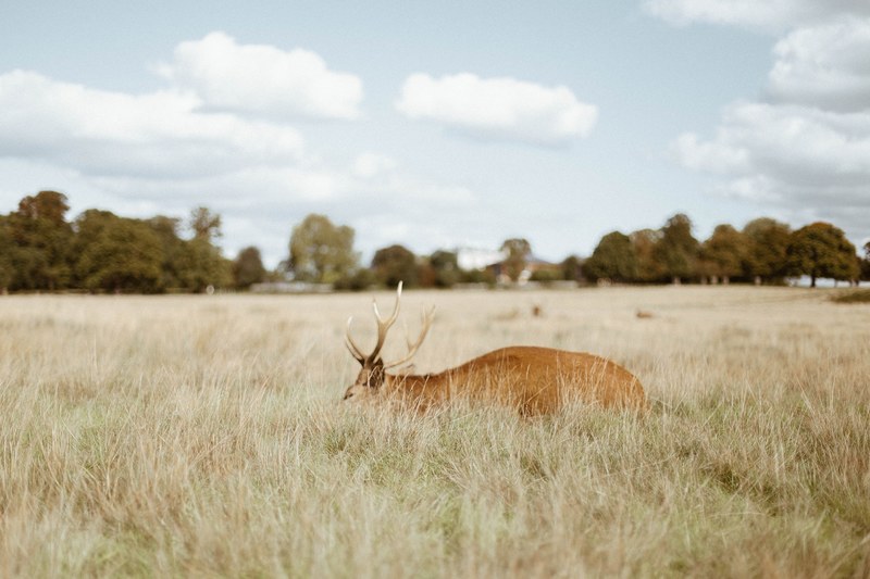 a deer feeding on tall dry grass in richmond park, deer in tall grass 4k