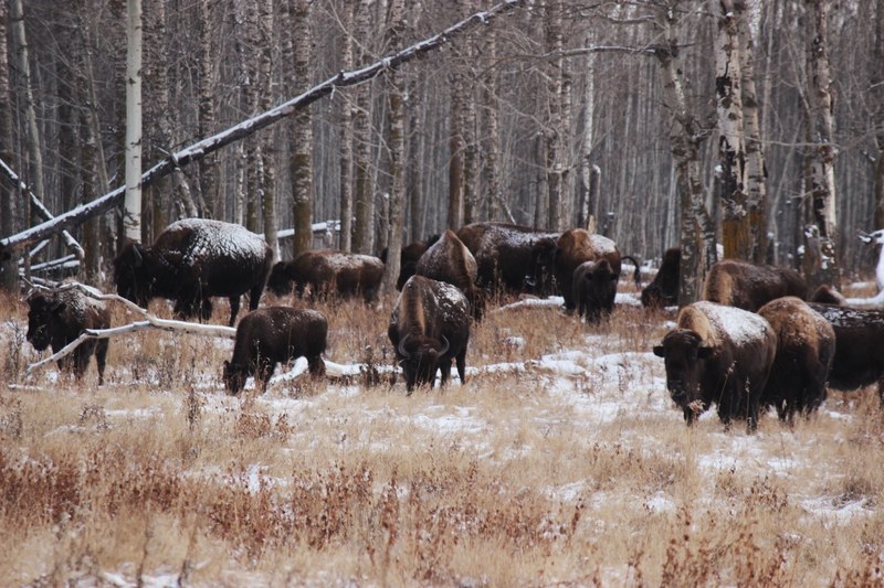 buffalo animal tree and elk island park 4k