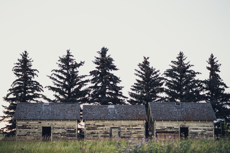 three rustic sheds in a field with six huge pine trees in three hills, three hills sheds 4k