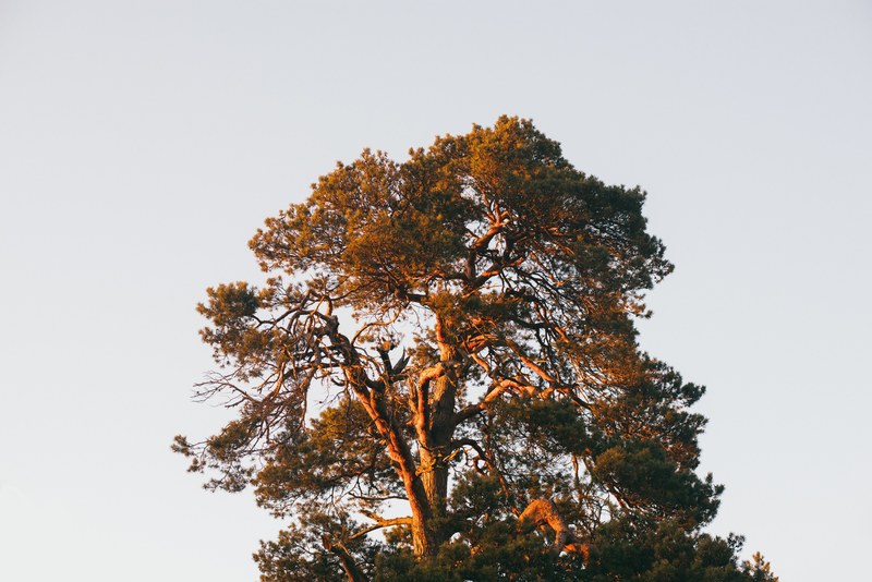 outdoor branch tree and herb 4k