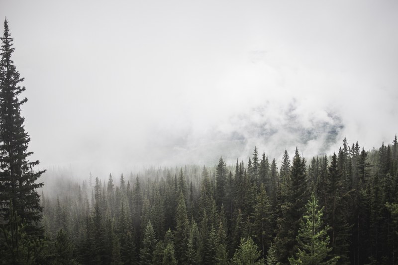 heavy mist near an evergreen forest in banff, cloudy forest 4k