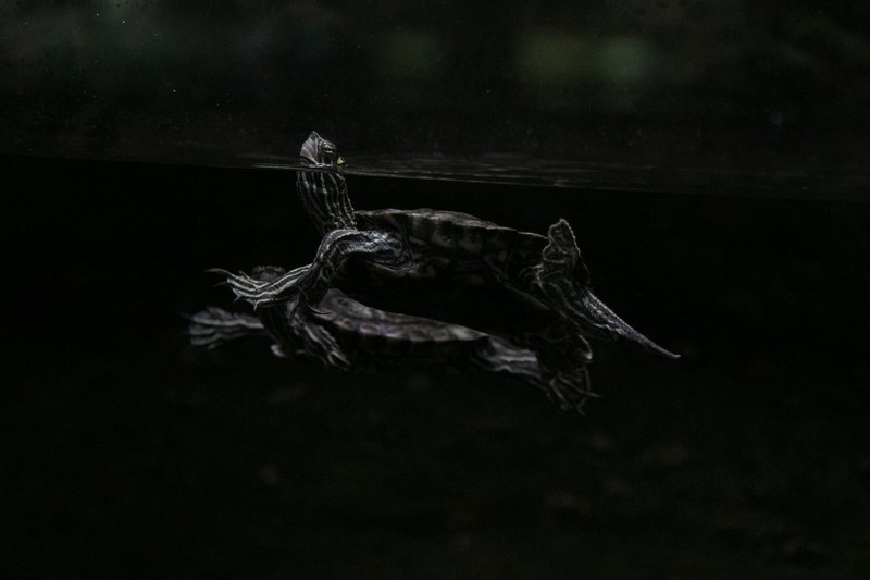 turtle water dark and swimming 4k