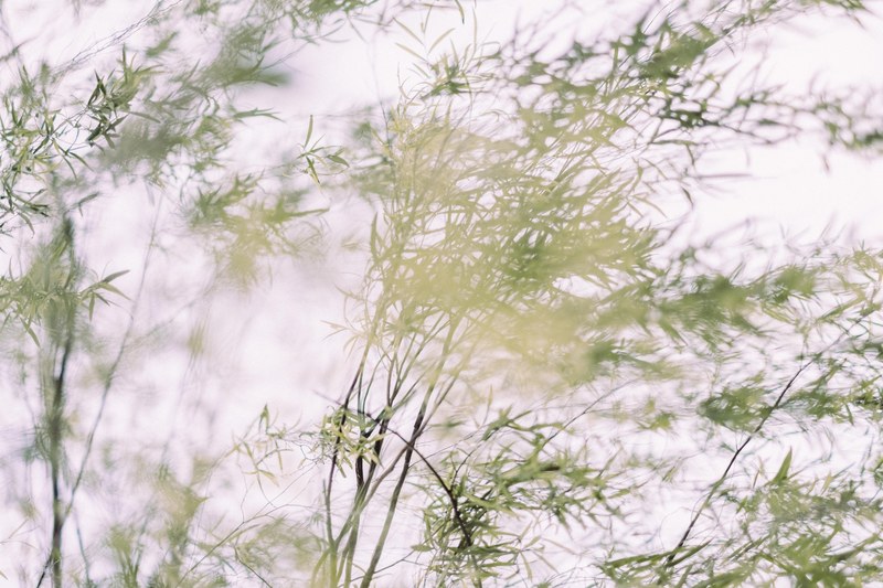 breez branch and leaf 4k