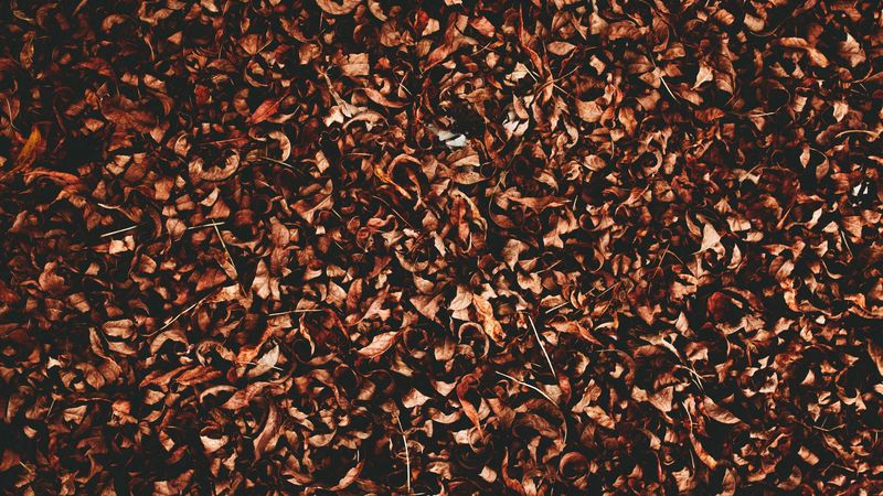 foliage, autumn, dry, 4k