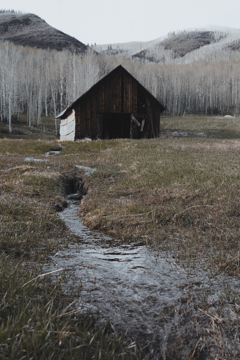 forest tree mountain and abandoned hd, 4k