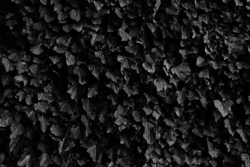 black and white shot of thick ivy leaf plant, monochrome ivy leaf 4k