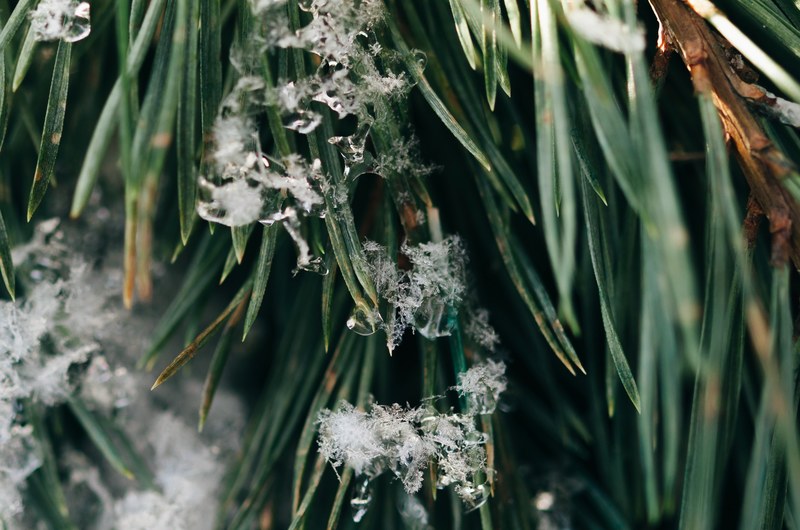ice crystals forming on sharp green blades of grass, ice crystals on grass 4k