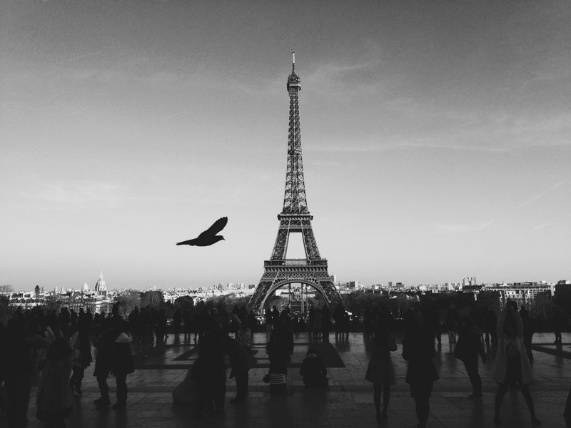 a black and white shot of the eiffel tower from trocadro with a bird flying across, trocadro paris france 4k