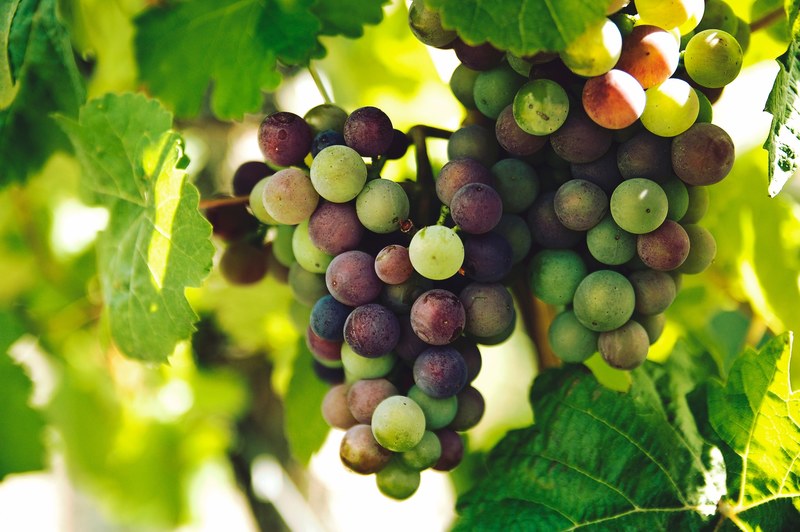 a bunch of grapes hanging from a grapevine, _grape bunch 4k