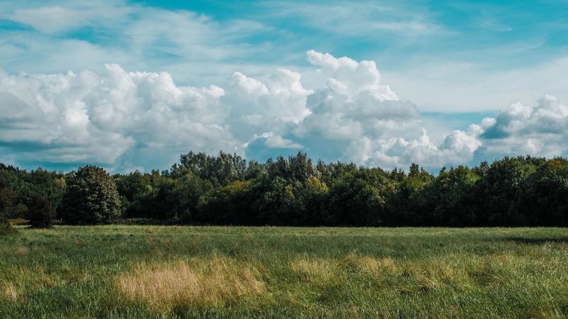 field, grass, clouds, trees, 4k