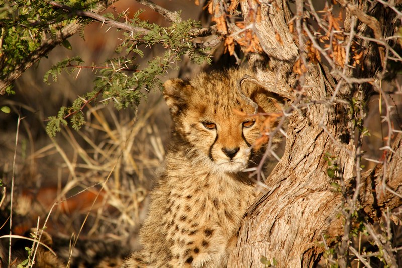 a cheetah cub sitting on a tree, cheetah cub in a tree 4k