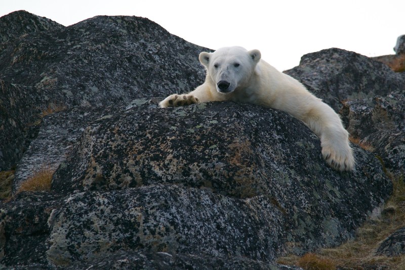 polar bear bear animal and rock 4k