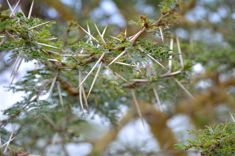 pointy sticks in a tree branch, _pointy sticks in tree 4k