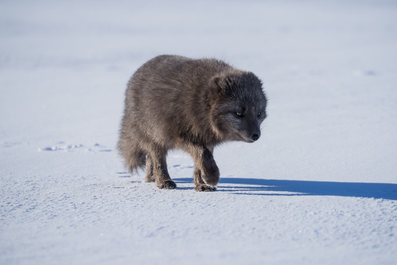 an arctic fox crawling a bright snowy landscape, this one is coming to get you 4k
