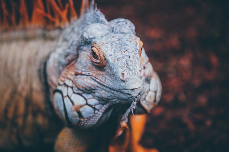 scaly reptile macro turning its head, lizard turning head 4k