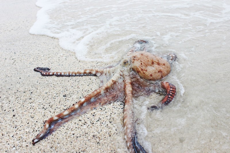 octopus washed up on the sand beach, octopus washed up on beach 4k