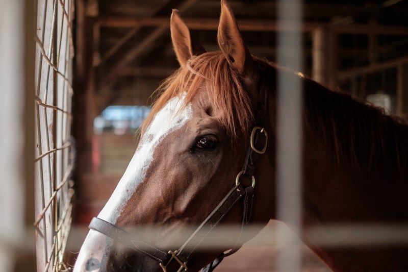 a side shot of a brown horse with a white stripe along its head in a stable, close up of a horse in its stall 4k