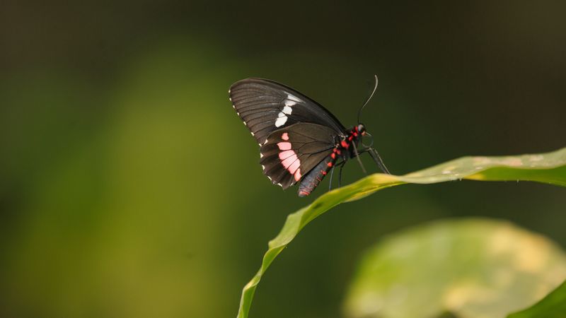 butterfly, wings, leaf, pattern, 4k