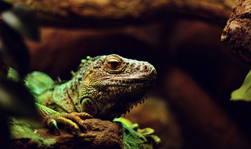 lizard reptile eye and iguana 4k