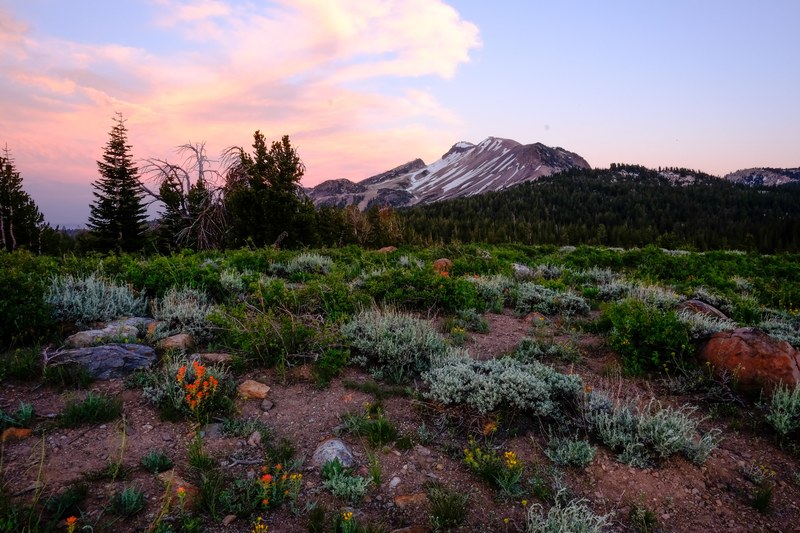 a colorful meadow in the mountains on a quiet afternoon, mammoth lakes meadow 4k