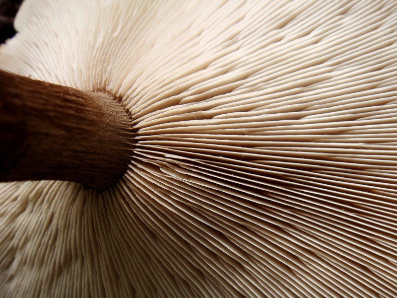 vegetable detail macro and mushroom 4k
