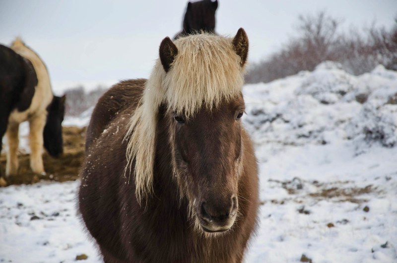 horse pony horse hair and pony hair 4k
