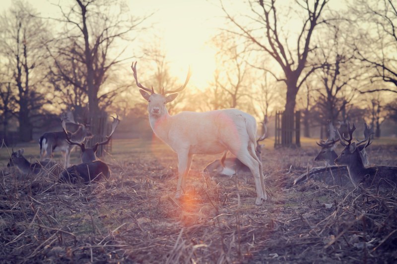 a white stag next to a small herd of deers resting on dry grass, deer herd resting at dusk 4k