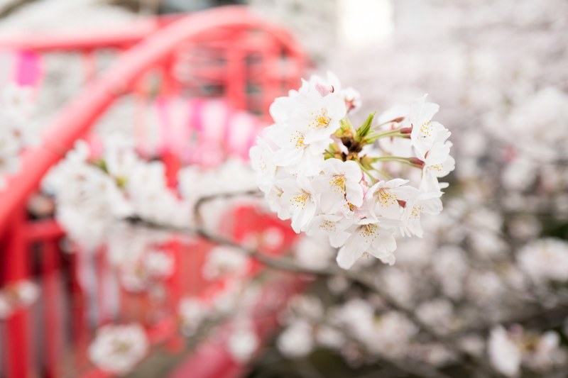color petal flower and care 4k