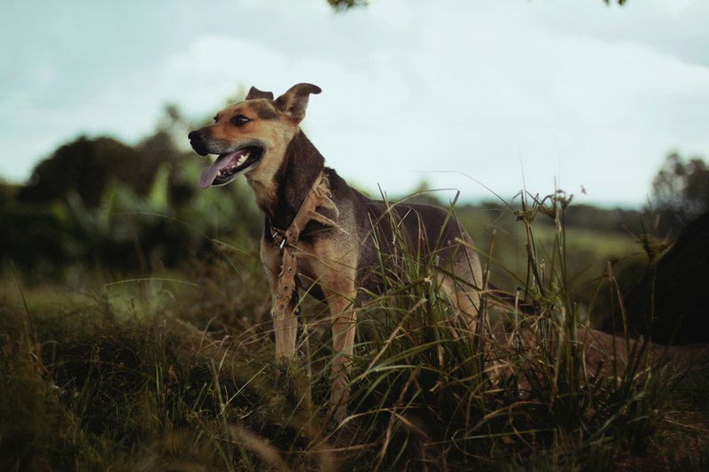 a panting dog in the middle of a grassland, panting dog in grass 4k