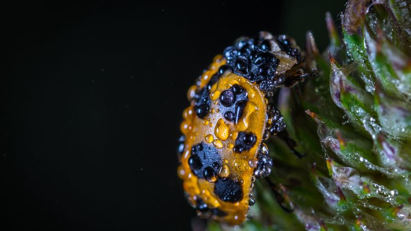 ladybug, drops, closeup, 4k