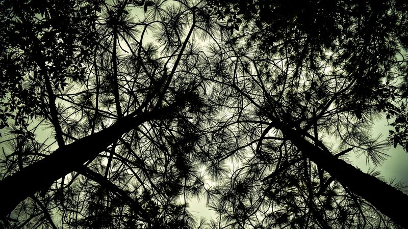 trees, bottom view, branches, 4k