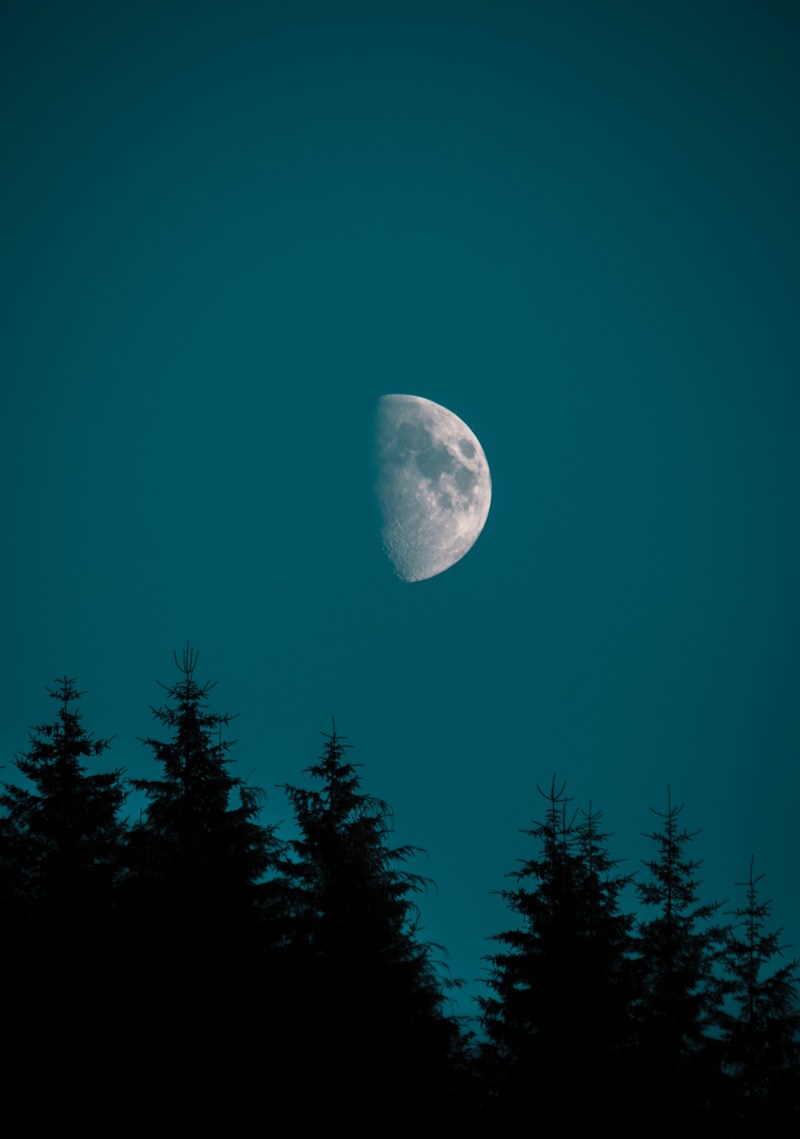 half moon over a pine forest silhouetted against a blue sky, half moon over pine forest 4k