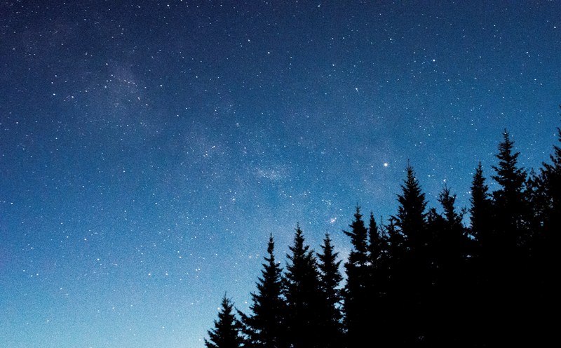 bright stars on a dark blue sky over silhouettes of coniferous trees, bright night sky 4k