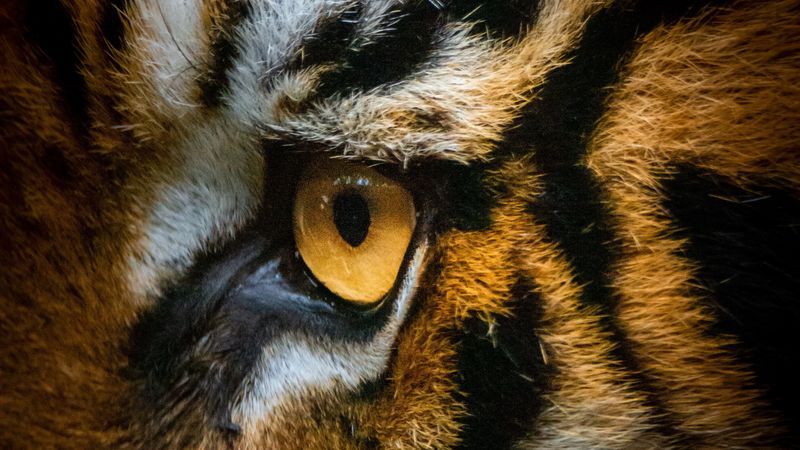 tiger, eye, macro, 4k