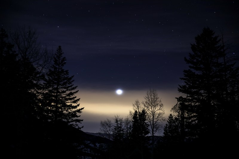 trees silhouetted against a starry sky with a glowing moon, moon and forest 4k