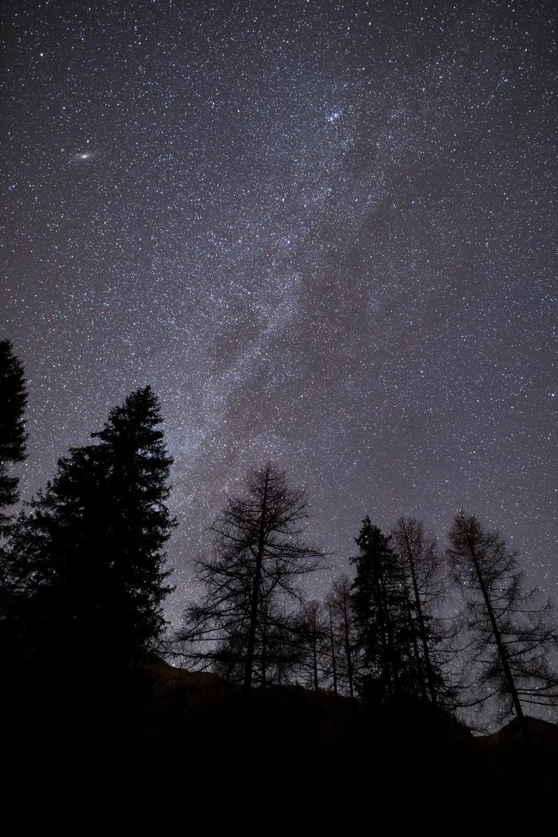 looking up at the stars and milky way over silhouetted pine trees in giau pass, forest stars 4k