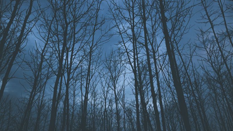trees, fog, sky, 4k