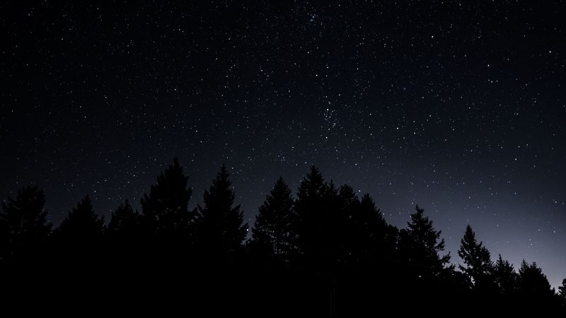 starry sky, trees, night, radiance, 4k