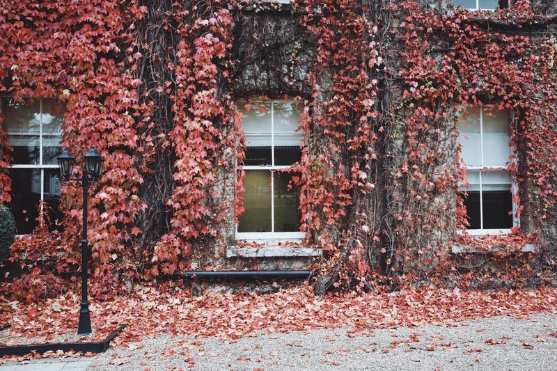 outside of a house covered in red ivy with three windows and a street lamp, ivy wall 4k