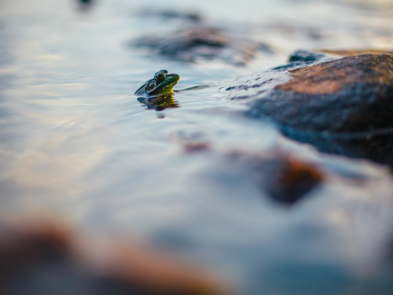 a green frog sticking its head out of the water by a rock at algonquin park, algonquin park frog 4k
