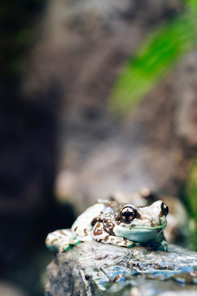 happy frog 4k