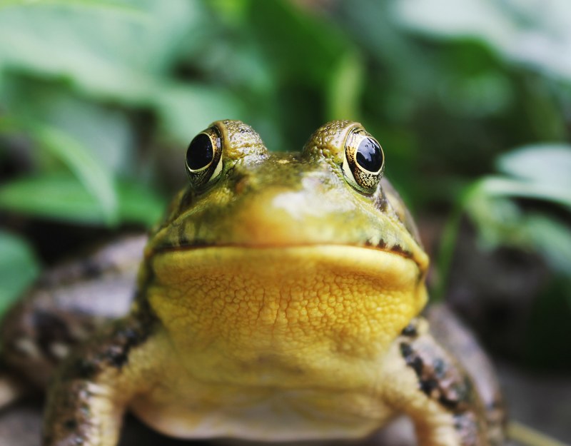 frog amphibian toad and tree frog 4k