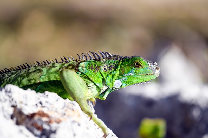 green lizard sun bathing on a rock, colors of life 4k