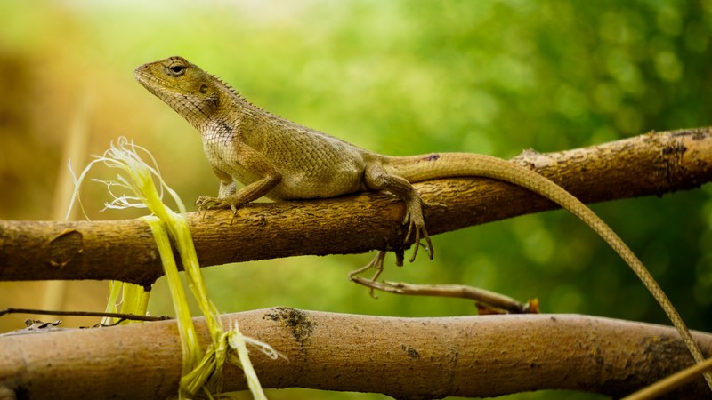 lizard reptile animal and wildlife 4k