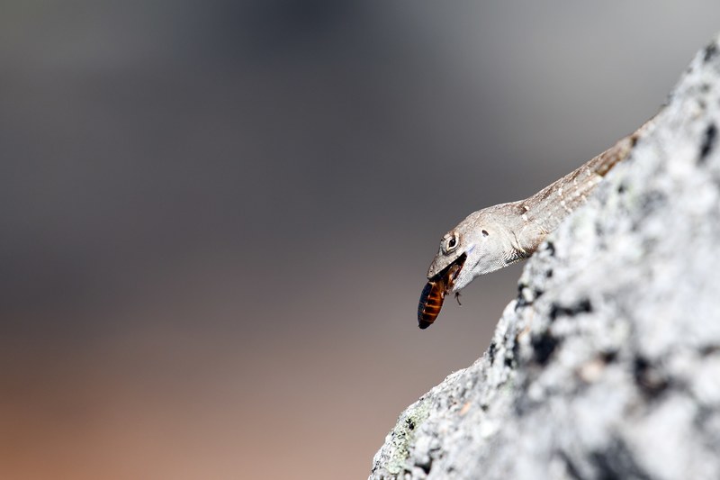 hungry lizard eats an insect while standing on a rock, life vs death 4k