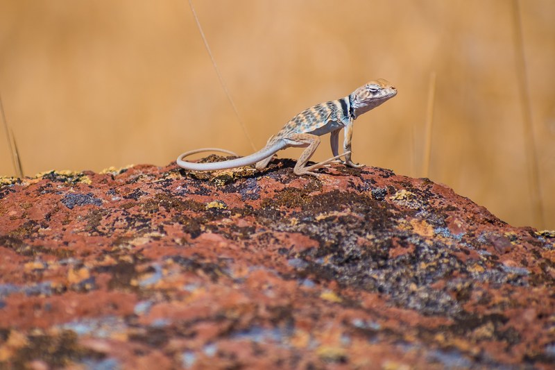 great basin collared lizard 4k