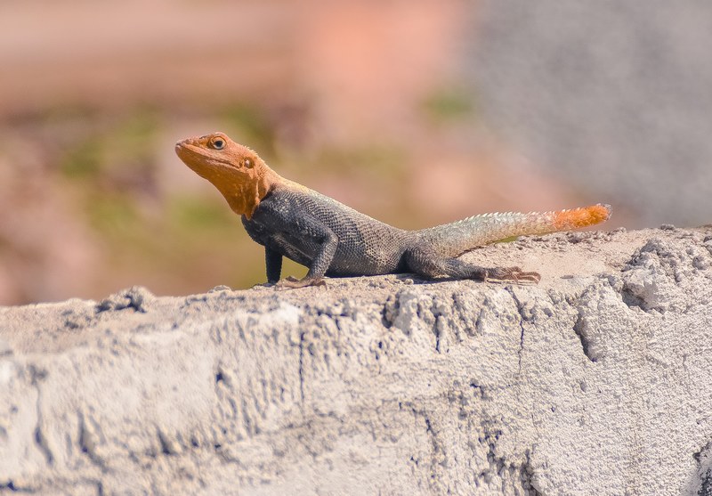 a lizard with an orange head and tail and a black body on a stone wall, orange headed lizard 4k